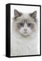 Ragdoll in Studio-null-Framed Stretched Canvas