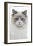 Ragdoll in Studio-null-Framed Photographic Print