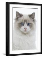 Ragdoll in Studio-null-Framed Photographic Print