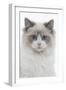 Ragdoll in Studio-null-Framed Photographic Print