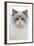 Ragdoll in Studio-null-Framed Photographic Print