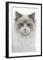 Ragdoll in Studio-null-Framed Photographic Print