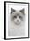 Ragdoll in Studio-null-Framed Photographic Print