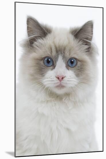 Ragdoll in Studio-null-Mounted Photographic Print