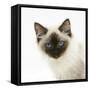 Ragdoll Kitten, 12 Weeks, Face Portrait-Mark Taylor-Framed Stretched Canvas