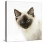 Ragdoll Kitten, 12 Weeks, Face Portrait-Mark Taylor-Stretched Canvas