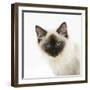 Ragdoll Kitten, 12 Weeks, Face Portrait-Mark Taylor-Framed Photographic Print