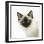 Ragdoll Kitten, 12 Weeks, Face Portrait-Mark Taylor-Framed Photographic Print