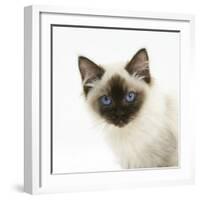 Ragdoll Kitten, 12 Weeks, Face Portrait-Mark Taylor-Framed Photographic Print