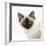 Ragdoll Kitten, 12 Weeks, Face Portrait-Mark Taylor-Framed Photographic Print