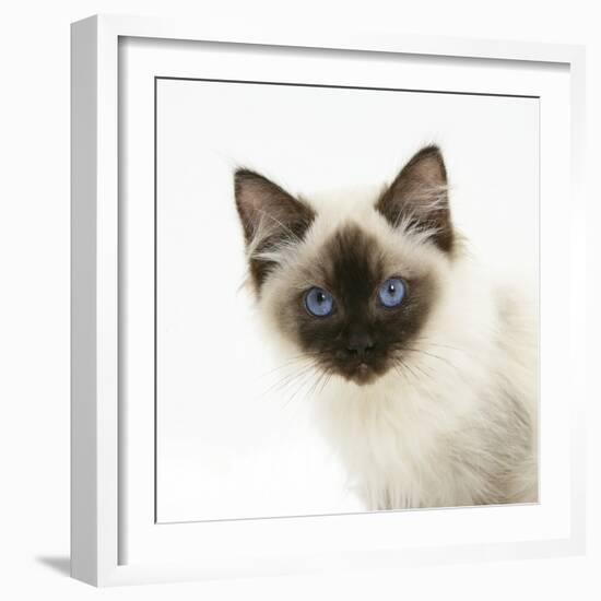 Ragdoll Kitten, 12 Weeks, Face Portrait-Mark Taylor-Framed Photographic Print