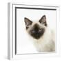 Ragdoll Kitten, 12 Weeks, Face Portrait-Mark Taylor-Framed Photographic Print