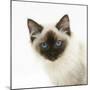 Ragdoll Kitten, 12 Weeks, Face Portrait-Mark Taylor-Mounted Photographic Print