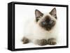 Ragdoll Kitten, 12 Weeks, with Deep Blue Eyes-Mark Taylor-Framed Stretched Canvas