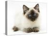 Ragdoll Kitten, 12 Weeks, with Deep Blue Eyes-Mark Taylor-Stretched Canvas