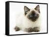 Ragdoll Kitten, 12 Weeks, with Deep Blue Eyes-Mark Taylor-Framed Stretched Canvas