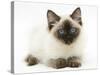 Ragdoll Kitten, 12 Weeks, with Deep Blue Eyes-Mark Taylor-Stretched Canvas