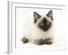 Ragdoll Kitten, 12 Weeks, with Deep Blue Eyes-Mark Taylor-Framed Photographic Print