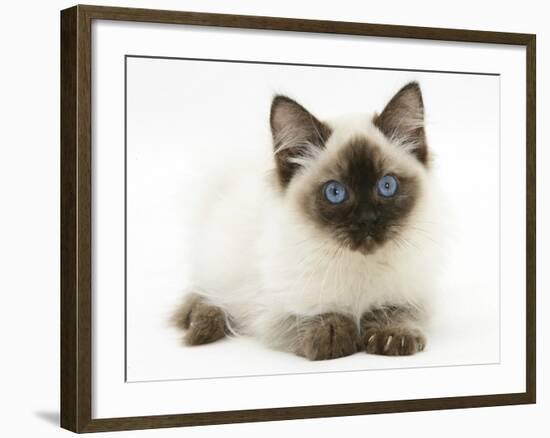 Ragdoll Kitten, 12 Weeks, with Deep Blue Eyes-Mark Taylor-Framed Photographic Print