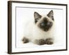 Ragdoll Kitten, 12 Weeks, with Deep Blue Eyes-Mark Taylor-Framed Photographic Print