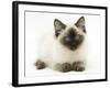 Ragdoll Kitten, 12 Weeks, with Deep Blue Eyes-Mark Taylor-Framed Photographic Print