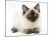 Ragdoll Kitten, 12 Weeks, with Deep Blue Eyes-Mark Taylor-Mounted Photographic Print