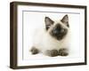 Ragdoll Kitten, 12 Weeks, with Deep Blue Eyes-Mark Taylor-Framed Photographic Print