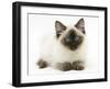 Ragdoll Kitten, 12 Weeks, with Deep Blue Eyes-Mark Taylor-Framed Photographic Print