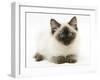 Ragdoll Kitten, 12 Weeks, with Deep Blue Eyes-Mark Taylor-Framed Photographic Print