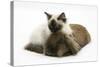 Ragdoll Kitten, 12 Weeks, with Lionhead Rabbit-Mark Taylor-Stretched Canvas