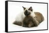 Ragdoll Kitten, 12 Weeks, with Lionhead Rabbit-Mark Taylor-Framed Stretched Canvas