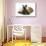 Ragdoll Kitten, 12 Weeks, with Lionhead Rabbit-Mark Taylor-Stretched Canvas displayed on a wall