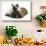 Ragdoll Kitten, 12 Weeks, with Lionhead Rabbit-Mark Taylor-Stretched Canvas displayed on a wall