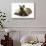 Ragdoll Kitten, 12 Weeks, with Lionhead Rabbit-Mark Taylor-Stretched Canvas displayed on a wall