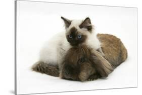 Ragdoll Kitten, 12 Weeks, with Lionhead Rabbit-Mark Taylor-Stretched Canvas