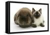 Ragdoll Kitten, 12 Weeks, with Lionhead Rabbit-Mark Taylor-Framed Stretched Canvas
