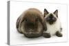 Ragdoll Kitten, 12 Weeks, with Lionhead Rabbit-Mark Taylor-Stretched Canvas