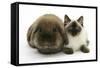 Ragdoll Kitten, 12 Weeks, with Lionhead Rabbit-Mark Taylor-Framed Stretched Canvas