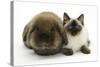 Ragdoll Kitten, 12 Weeks, with Lionhead Rabbit-Mark Taylor-Stretched Canvas