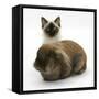 Ragdoll Kitten, 12 Weeks, with Lionhead Rabbit-Mark Taylor-Framed Stretched Canvas