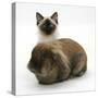 Ragdoll Kitten, 12 Weeks, with Lionhead Rabbit-Mark Taylor-Stretched Canvas