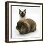 Ragdoll Kitten, 12 Weeks, with Lionhead Rabbit-Mark Taylor-Framed Photographic Print
