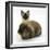 Ragdoll Kitten, 12 Weeks, with Lionhead Rabbit-Mark Taylor-Framed Photographic Print