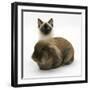 Ragdoll Kitten, 12 Weeks, with Lionhead Rabbit-Mark Taylor-Framed Photographic Print