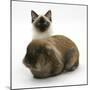 Ragdoll Kitten, 12 Weeks, with Lionhead Rabbit-Mark Taylor-Mounted Photographic Print