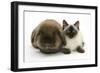 Ragdoll Kitten, 12 Weeks, with Lionhead Rabbit-Mark Taylor-Framed Photographic Print