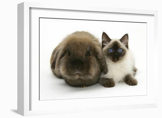 Ragdoll Kitten, 12 Weeks, with Lionhead Rabbit-Mark Taylor-Framed Photographic Print