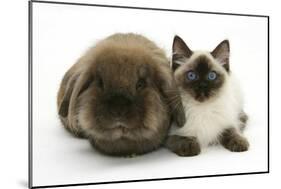 Ragdoll Kitten, 12 Weeks, with Lionhead Rabbit-Mark Taylor-Mounted Photographic Print