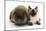 Ragdoll Kitten, 12 Weeks, with Lionhead Rabbit-Mark Taylor-Mounted Photographic Print