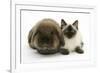 Ragdoll Kitten, 12 Weeks, with Lionhead Rabbit-Mark Taylor-Framed Photographic Print